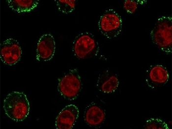 CD74 Antibody