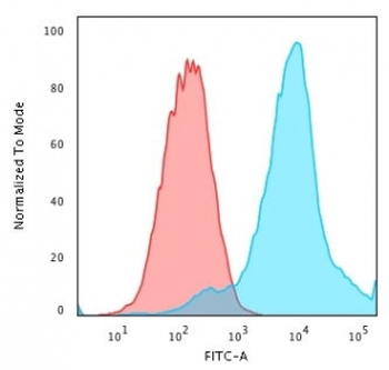 HSP27 Antibody