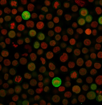 Bax Antibody