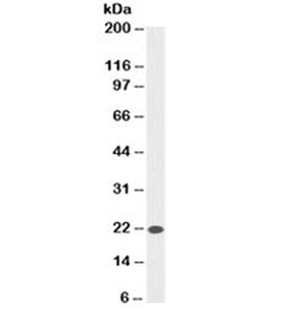 Bax Antibody