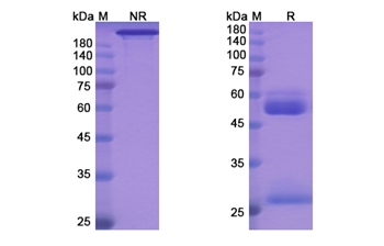Aprutumab (FGFR2) - Research Grade Biosimilar Antibody