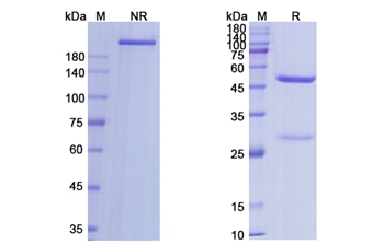 Axatilimab (CSF1R/CD115) - Research Grade Biosimilar Antibody