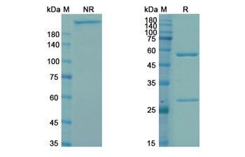Bavituximab (Phosphatidylserine) - Research Grade Biosimilar Antibody