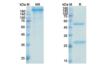 Befovacimab (TFPI ) - Research Grade Biosimilar Antibody