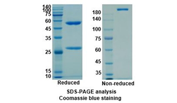 Canakinumab (IL1B) - Research Grade Biosimilar Antibody