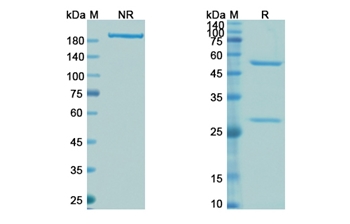 Infliximab (TNF-alpha) - Research Grade Biosimilar Antibody