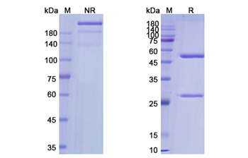 Labetuzumab (CEACAM5) - Research Grade Biosimilar Antibody