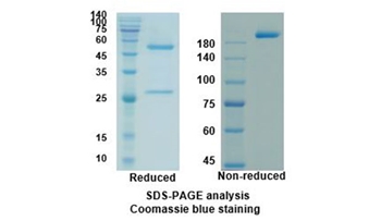 Necitumumab (EGFR/ERBB1 ) - Research Grade Biosimilar Antibody