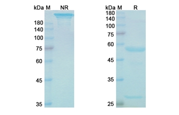 Onvatilimab (VSIR) - Research Grade Biosimilar Antibody
