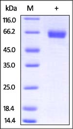 IL-4 R alpha Recombinant Protein
