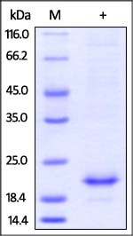 IL-10 Recombinant Protein