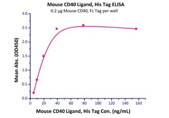 CD40 Ligand Recombinant Protein