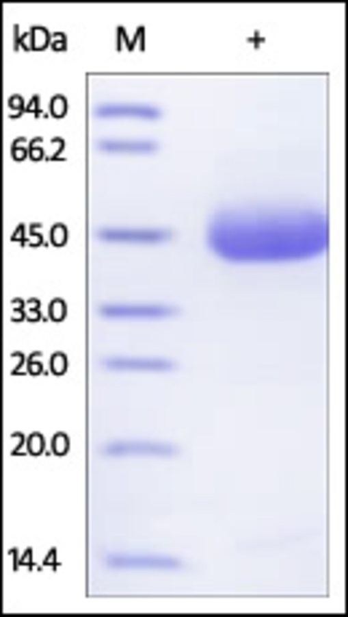 DR5 Recombinant Protein