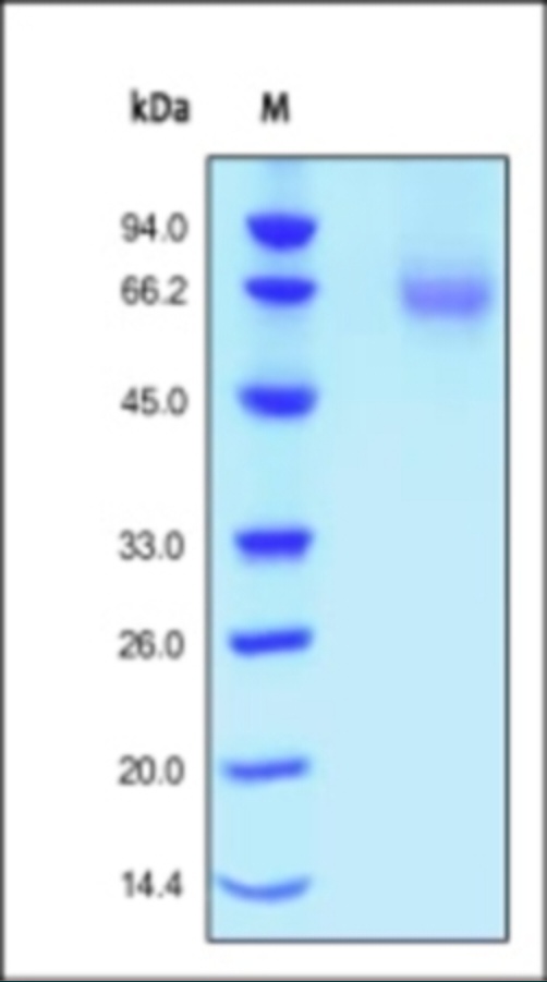FGFR 1 Recombinant Protein