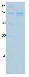 SARS-CoV-2 (COVID-19) Spike RBD domain Recombinant Protein