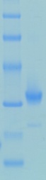 SARS-CoV-2 (COVID-19) NSP5 Recombinant Protein