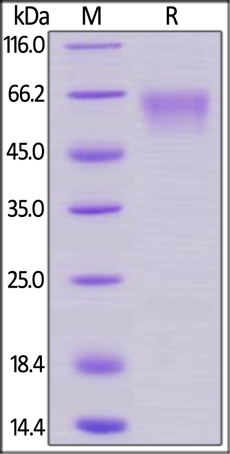 Rhesus macaque CD27 / TNFRSF7 Recombinant Protein