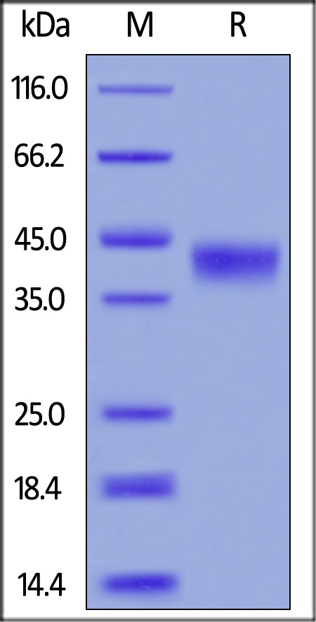 CD38 Recombinant Protein