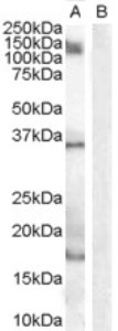 AIF1 Peptide