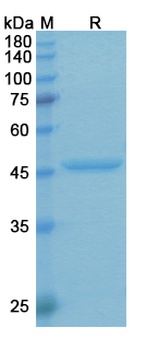 VEGFA Antibody