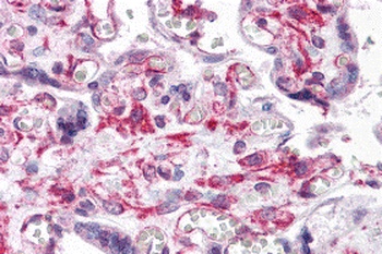 RUSC2 Antibody