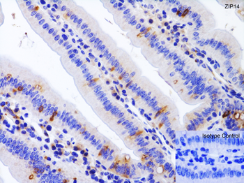 Slc39a14 Antibody