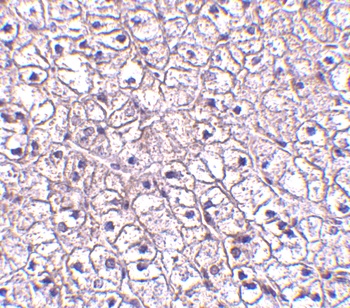 Crlf2 Antibody