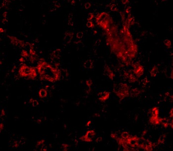 Trim30 Antibody