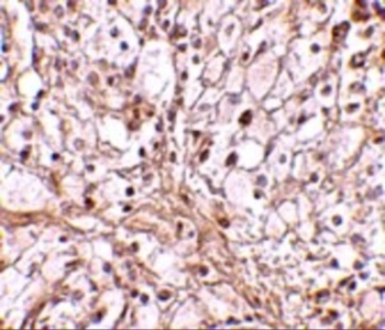 Trim30 Antibody