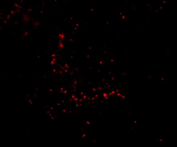Trim30 Antibody