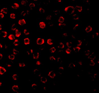 TRAF3 Antibody