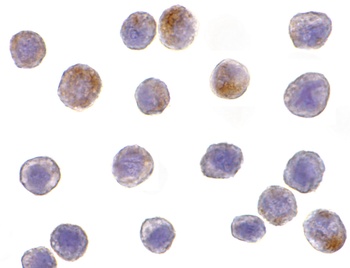 TRAF3 Antibody