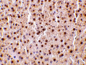 TRAF2 Antibody