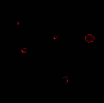 IL27RA Antibody