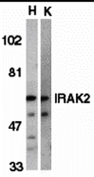 IRAK2 Antibody