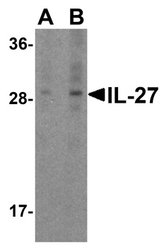 IL27 Antibody