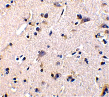 GFRA1 Antibody