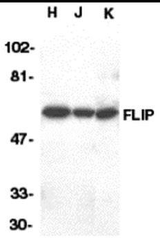 CFLAR Antibody