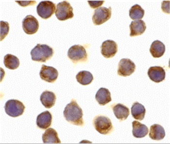 CFLAR Antibody
