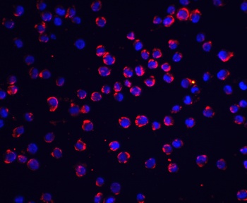CFLAR Antibody