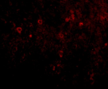 EBI3 Antibody