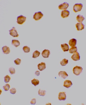 TNFRSF10D Antibody