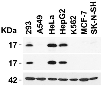 CDKN2A/p16INK4a Antibody