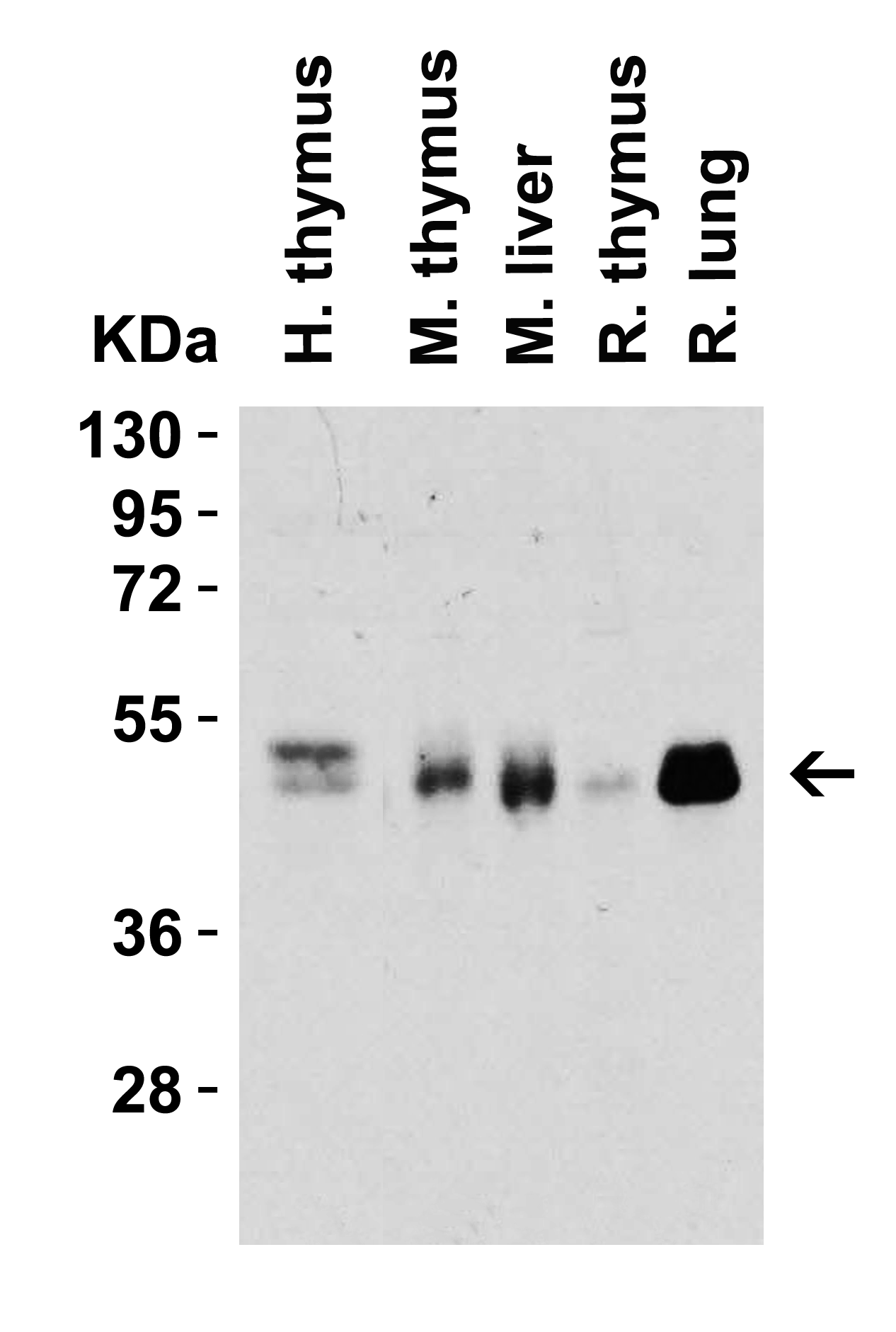 CD4 Antibody