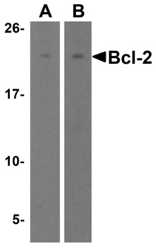 BCL2 Antibody