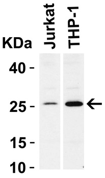 BCL2 Antibody