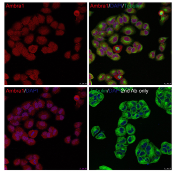 AMBRA1 Antibody
