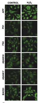 ADAM10 Antibody