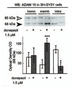 ADAM10 Antibody