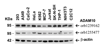 ADAM10 Antibody